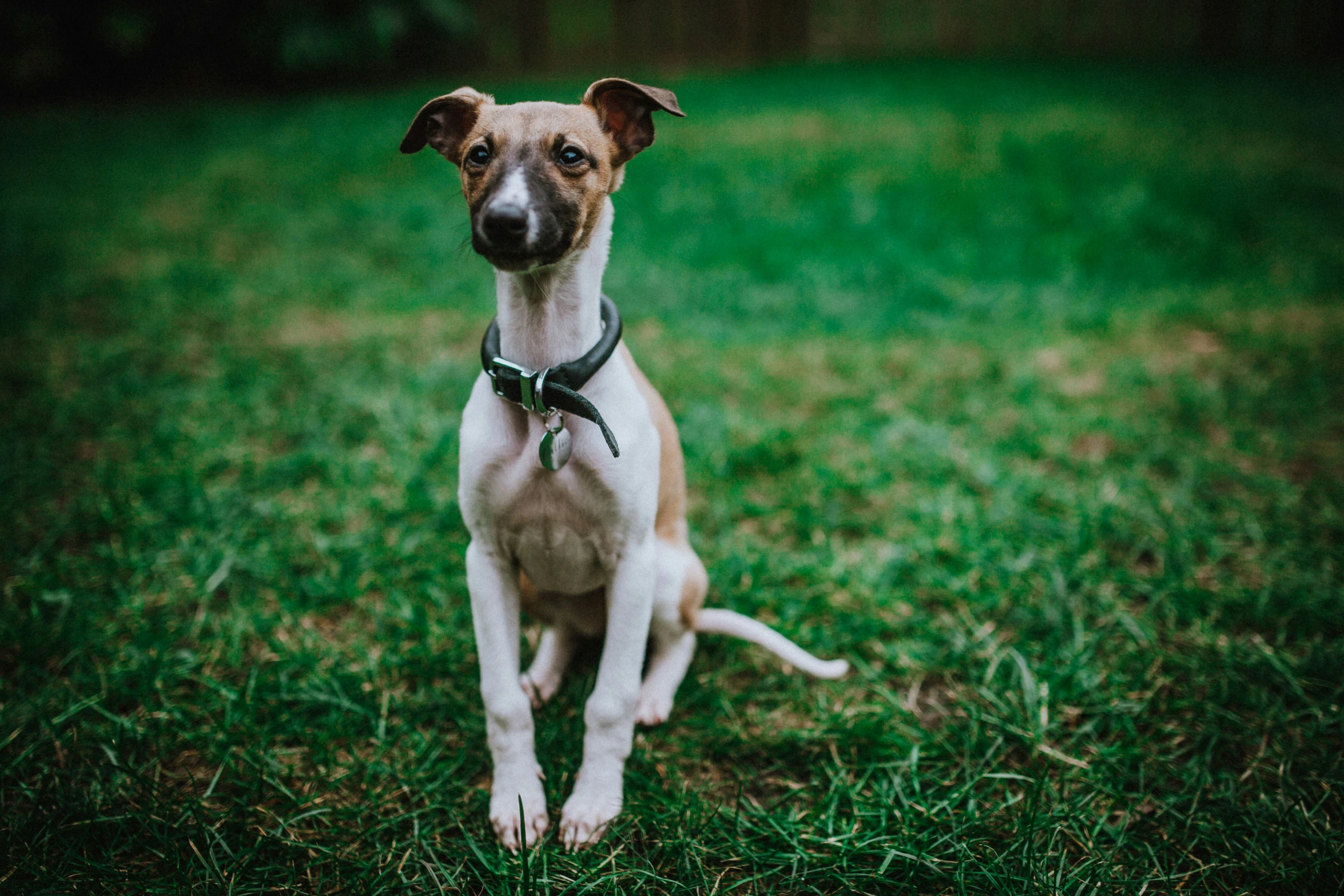 the dog is sitting on the green grass