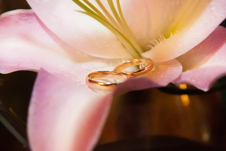 two wedding bands sit in the middle of a pink flower