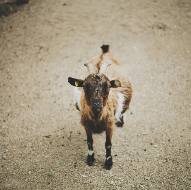 the goat has horns running down the dirt road