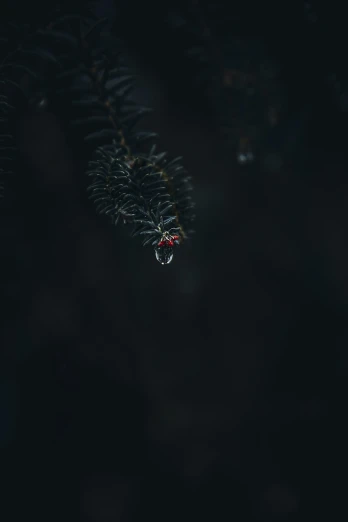 a spider hangs out of its web of web in a forest
