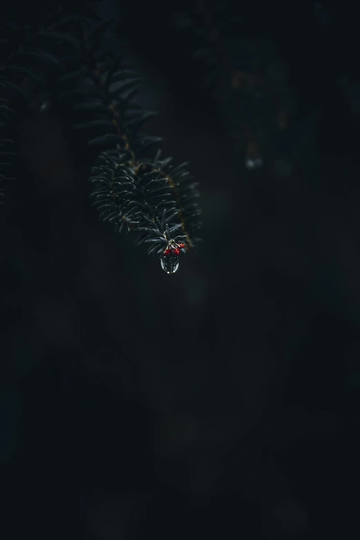 a spider hangs out of its web of web in a forest