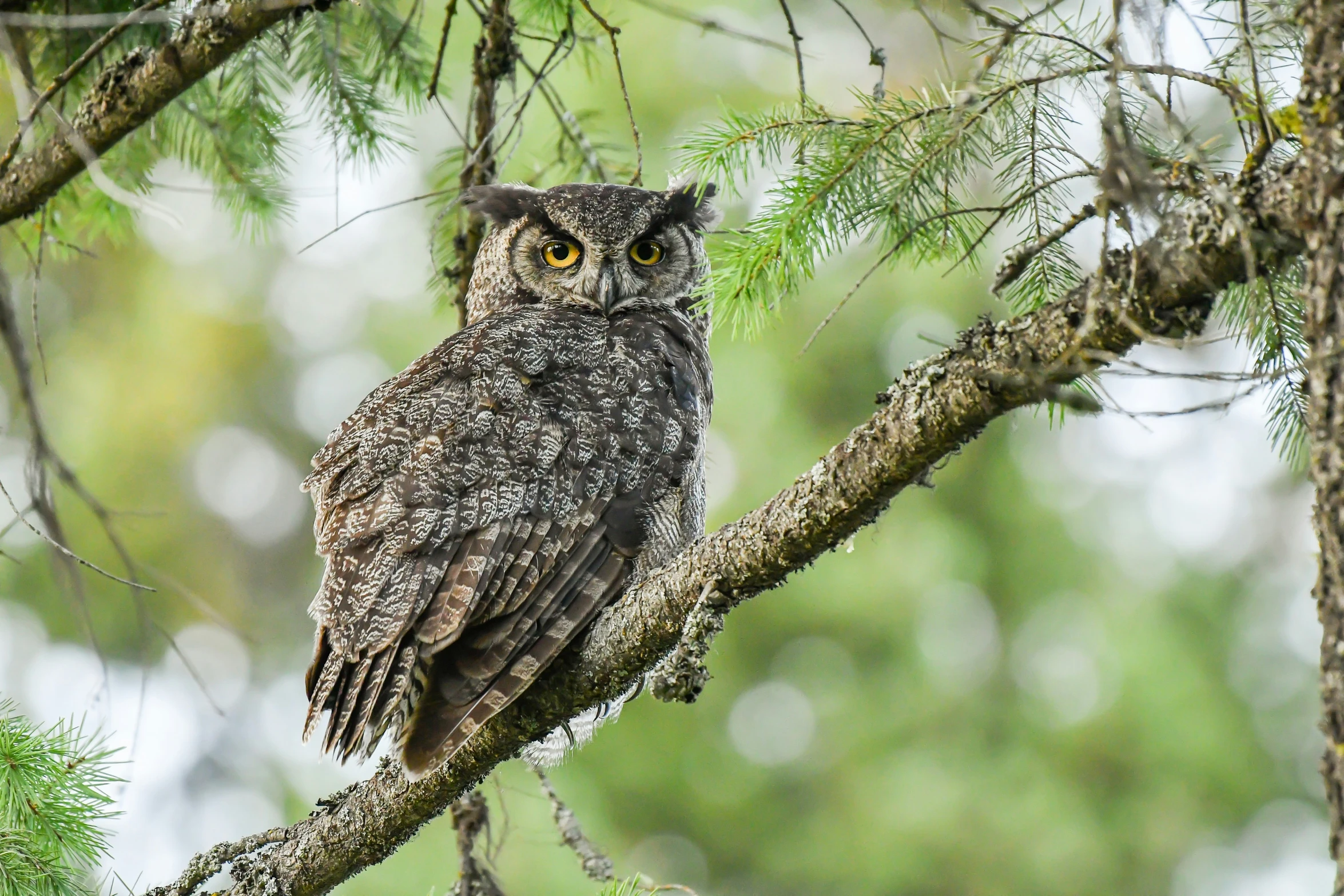 an owl is sitting in the nches of a tree