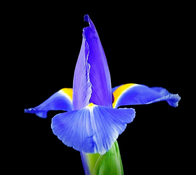 a purple flower with green petals on a black background