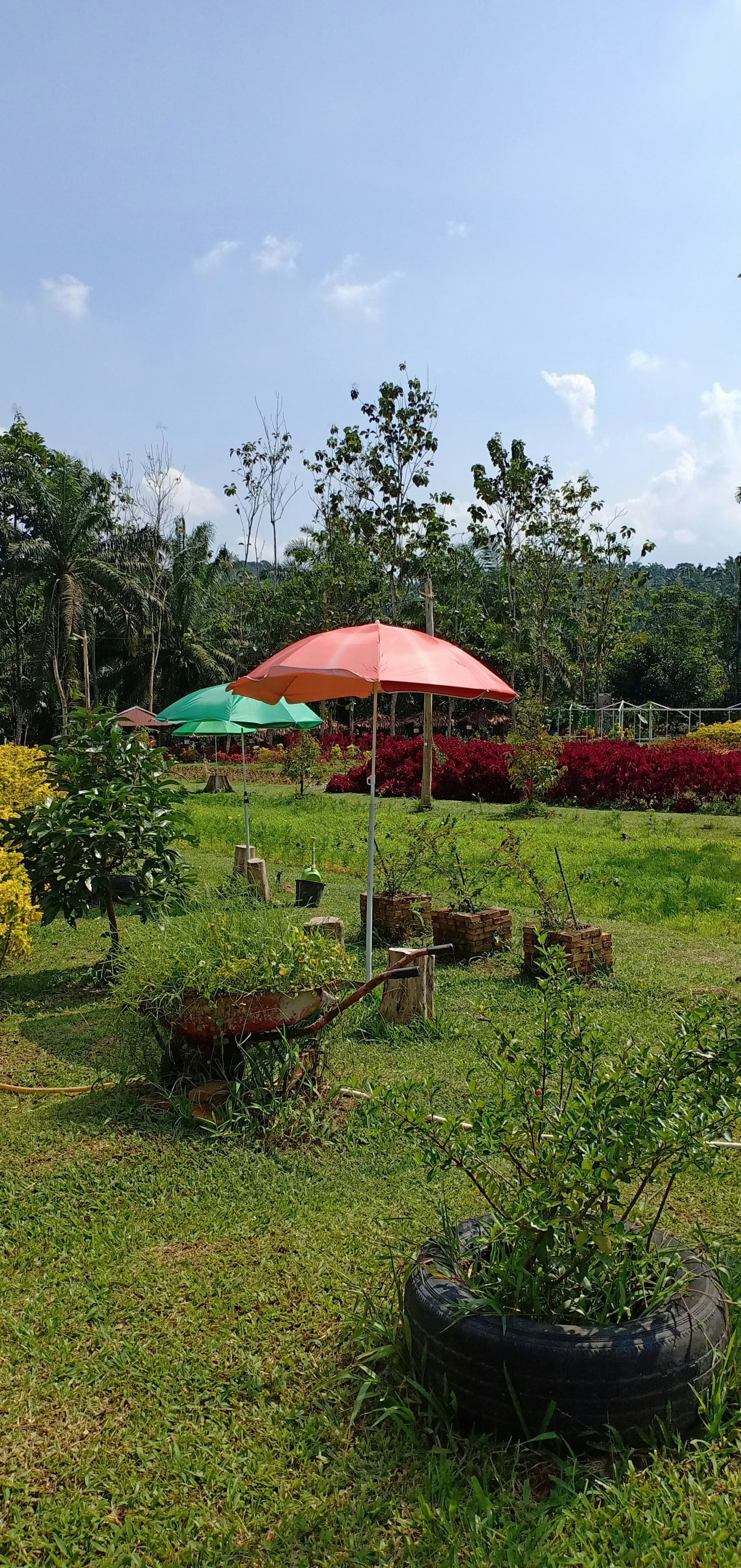 various pots filled with flowers and umbrellas in a yard