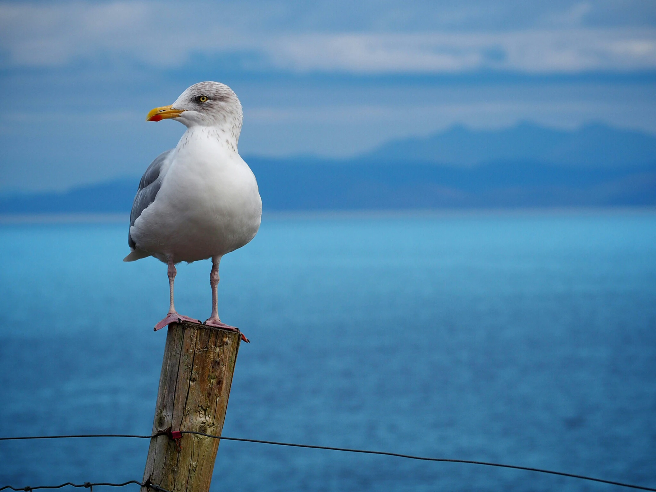 a white seagull standing on top of a wooden post in front of the ocean