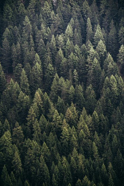 an overhead view of an evergreen forest