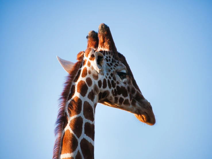 the head and neck of a giraffe with a sky background