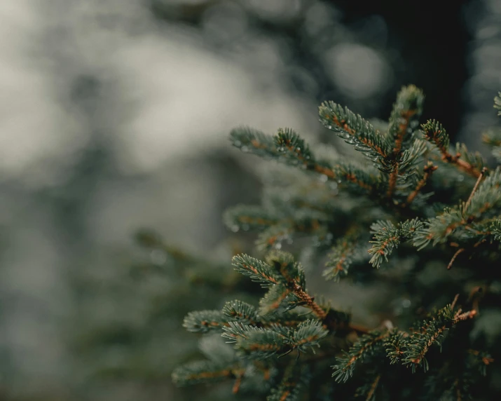 a close - up of green leaves in front of some blurred trees