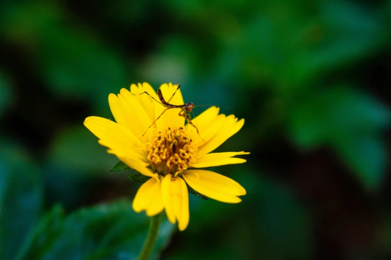 a yellow flower is close to the ground