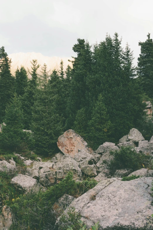 an animal on the rocks by some trees