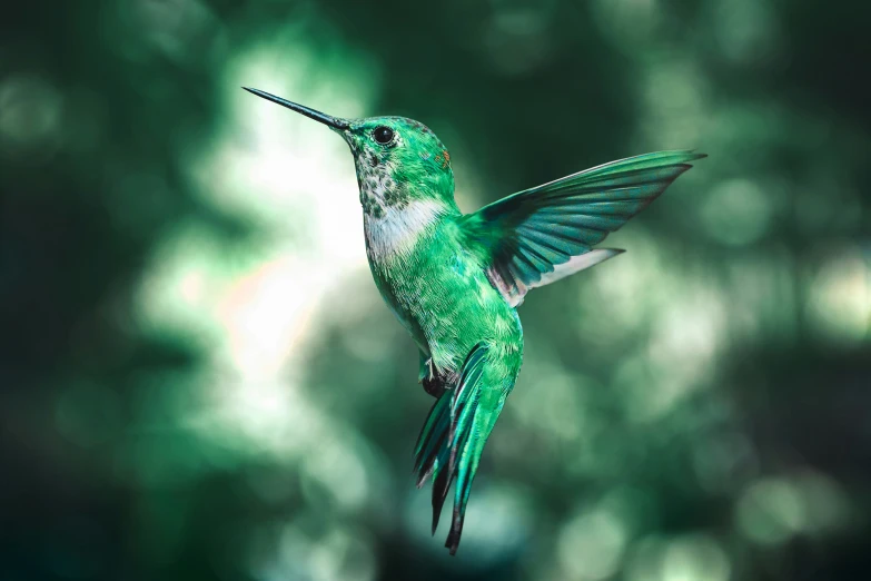 a hummingbird flying with its wings spread