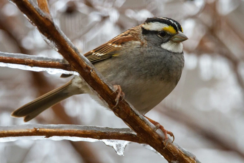 there is a bird that is standing on a tree