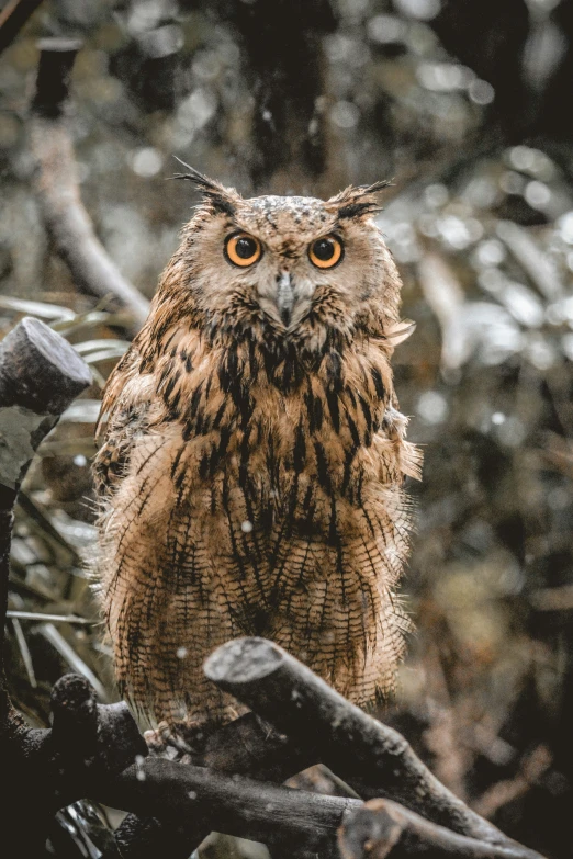 an owl is standing on a nch in the snow