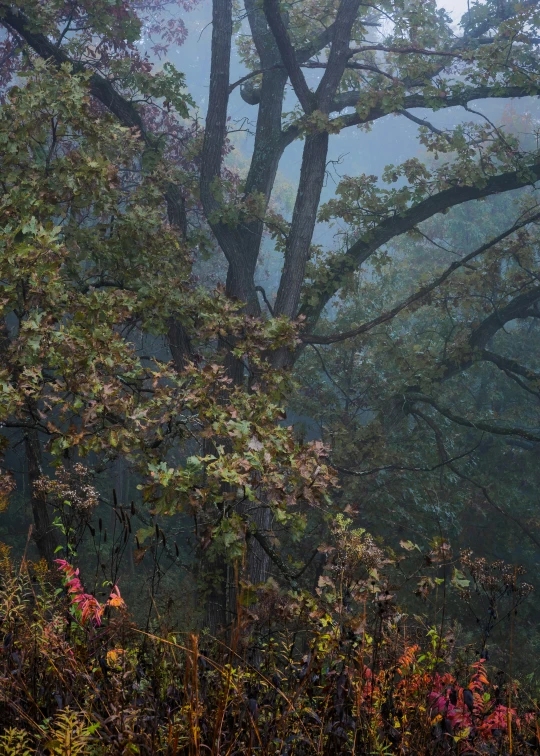 a single bench in the middle of a forest with fog