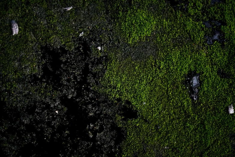 an aerial view of dark, dark green moss on a wall
