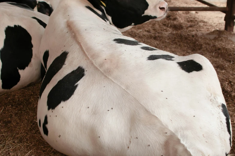 a group of black and white cows laying in hay