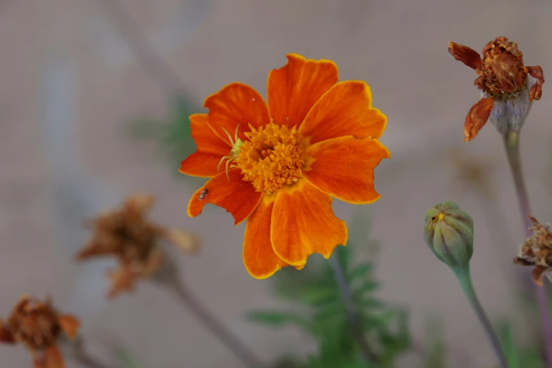 a couple of orange flowers are next to each other