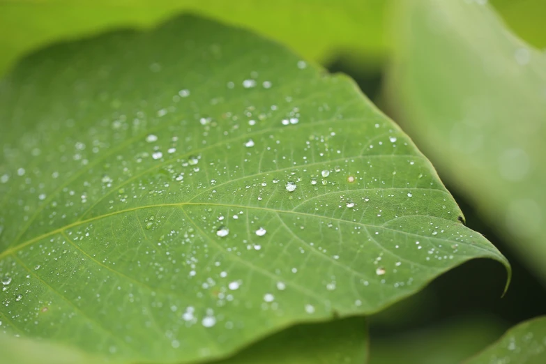 the large green leaf with drops of water on it