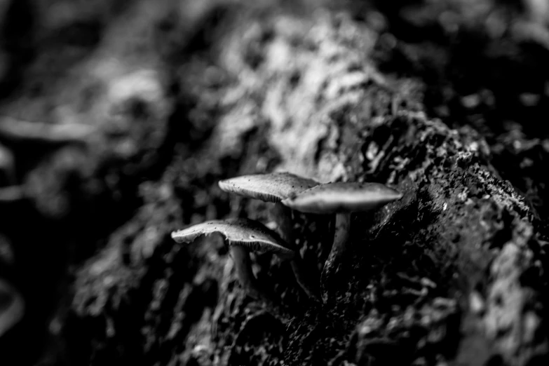 some black and white mushrooms in the middle of a forest