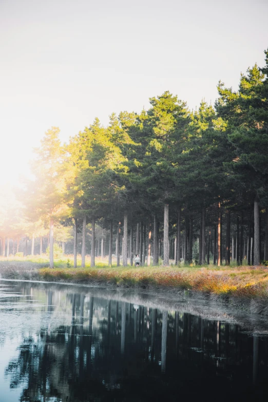 trees line the shore near water on a sunny day