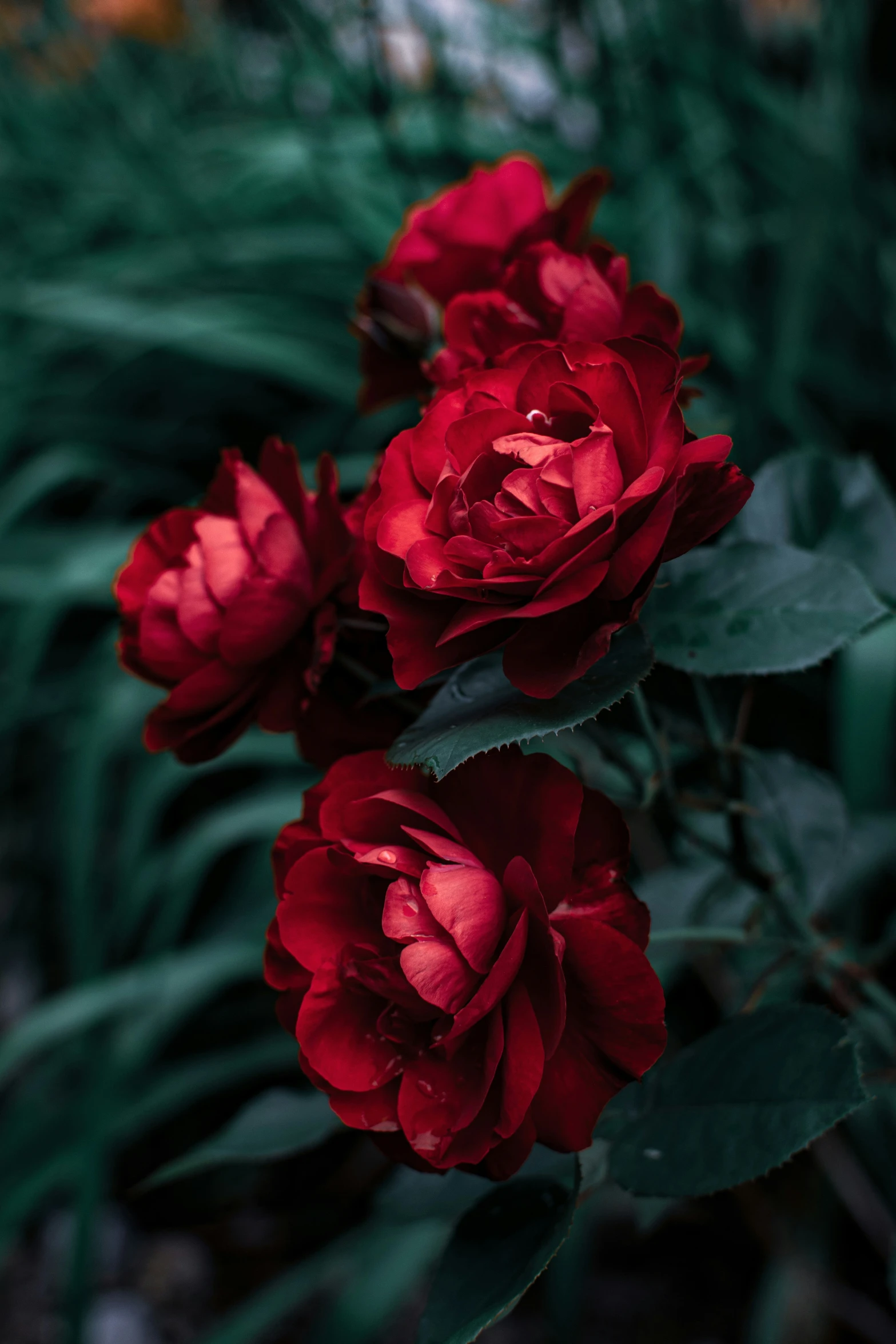 two red flowers blooming on a sunny day