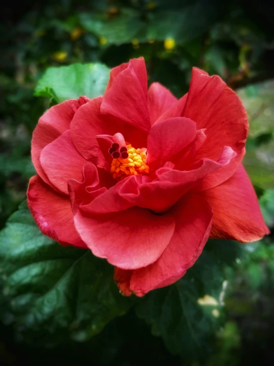 a red rose with large green leaves behind it