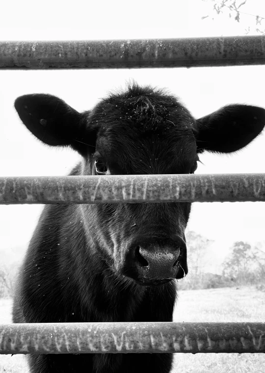 a cow in the middle of an enclosed pen