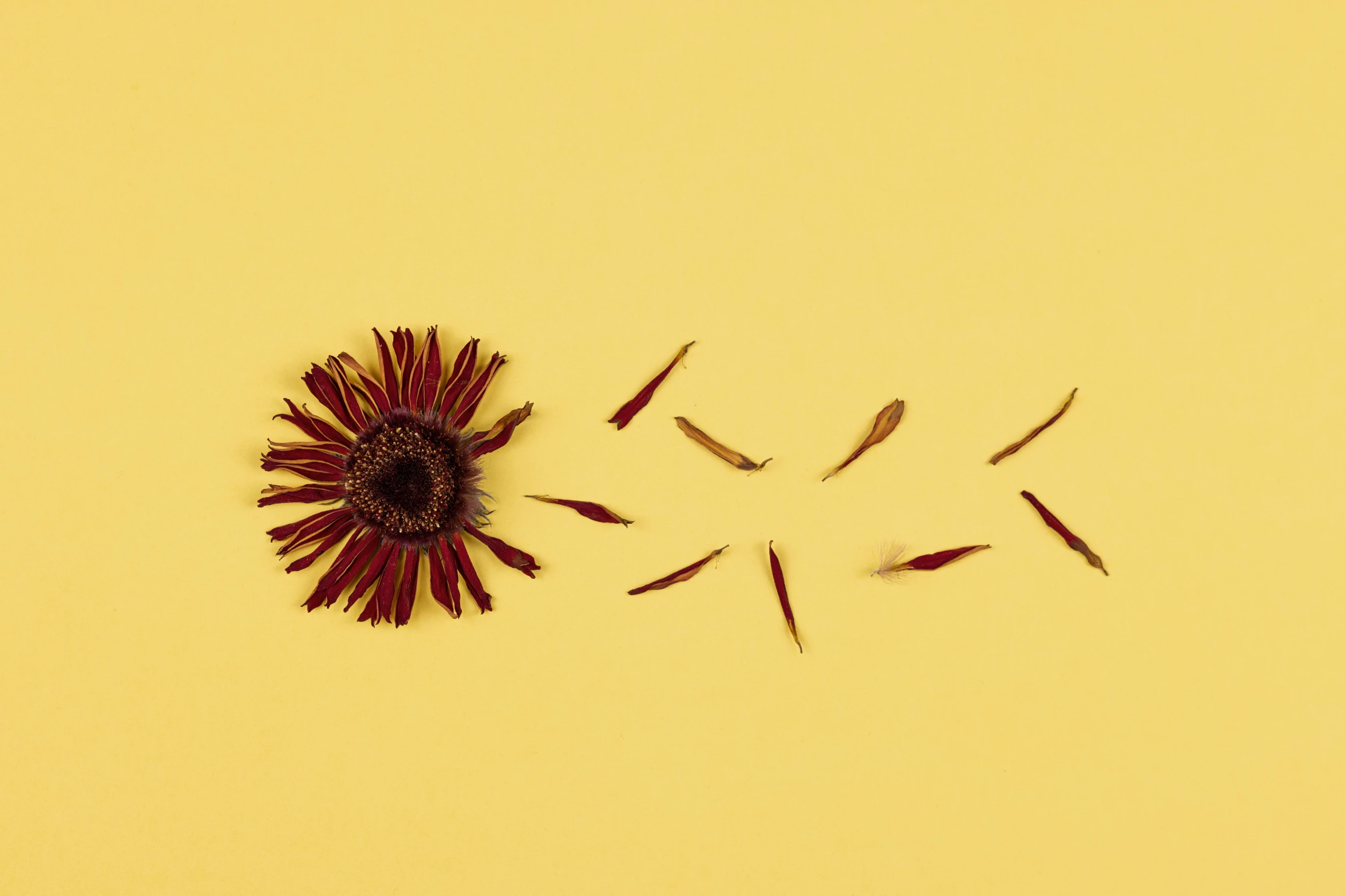 a dried flower lying on top of a yellow table