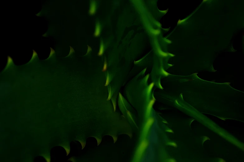 green leaves are in the foreground of a black background