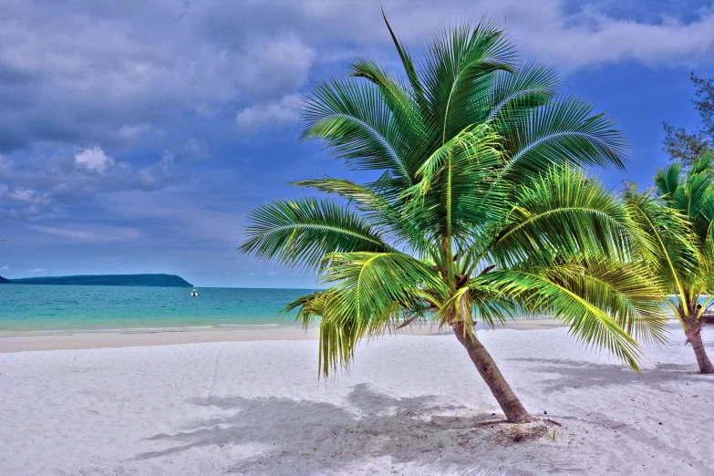 an image of a palm tree on the beach