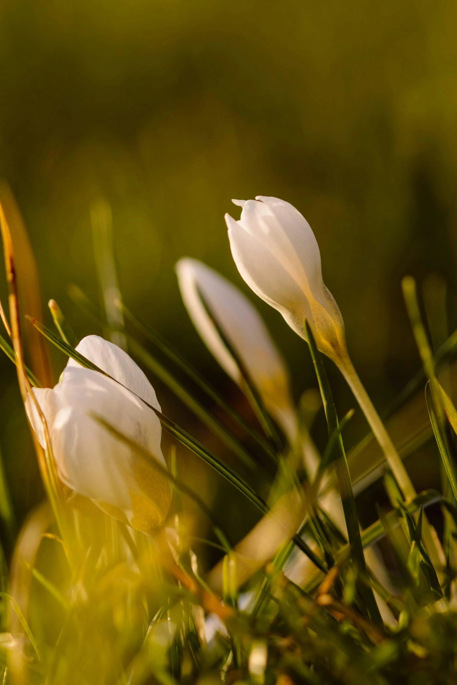 a close up of two flowers in the grass