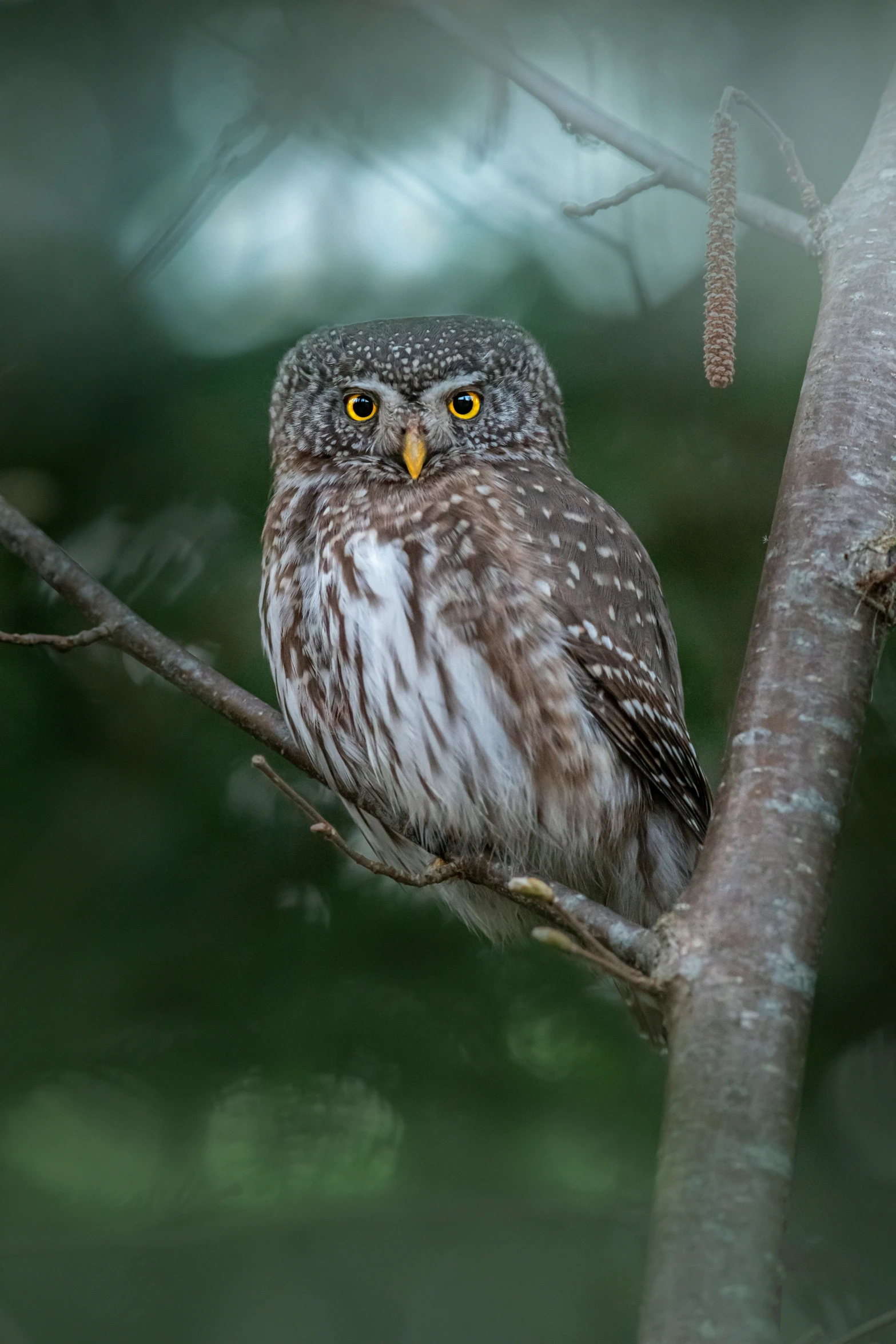 an owl on a tree nch with green blurred background