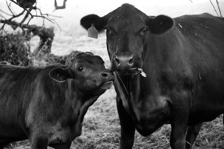 a cow licks the nose of another cow