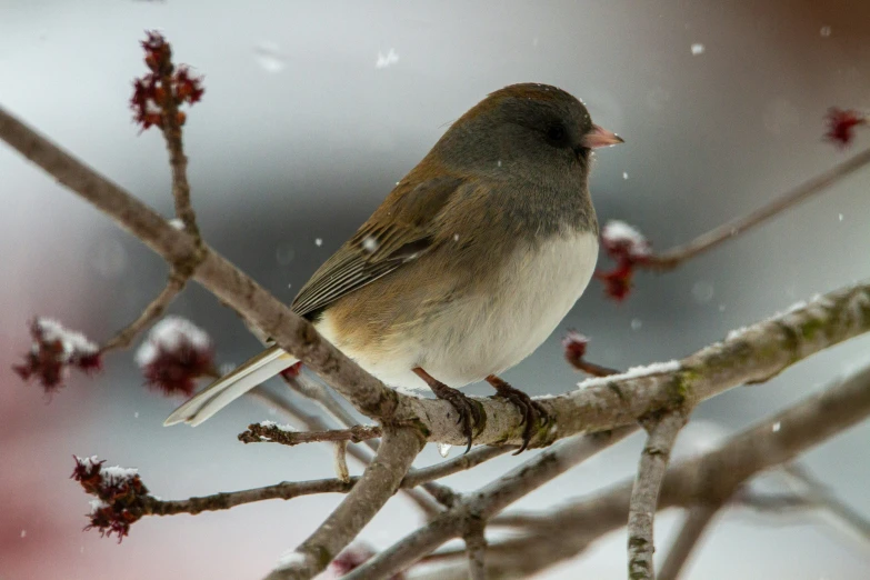 a bird sits on a nch of the tree