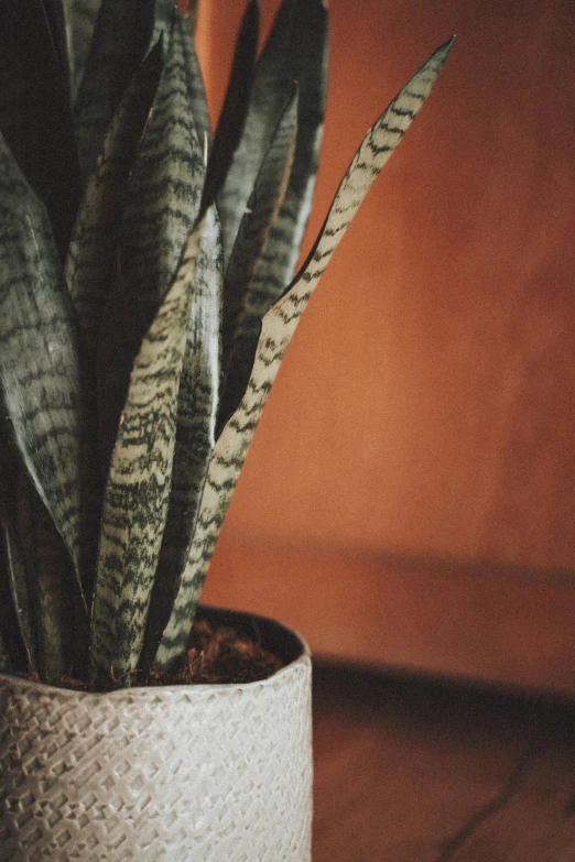 an ornamental plant with two leaves in a vase