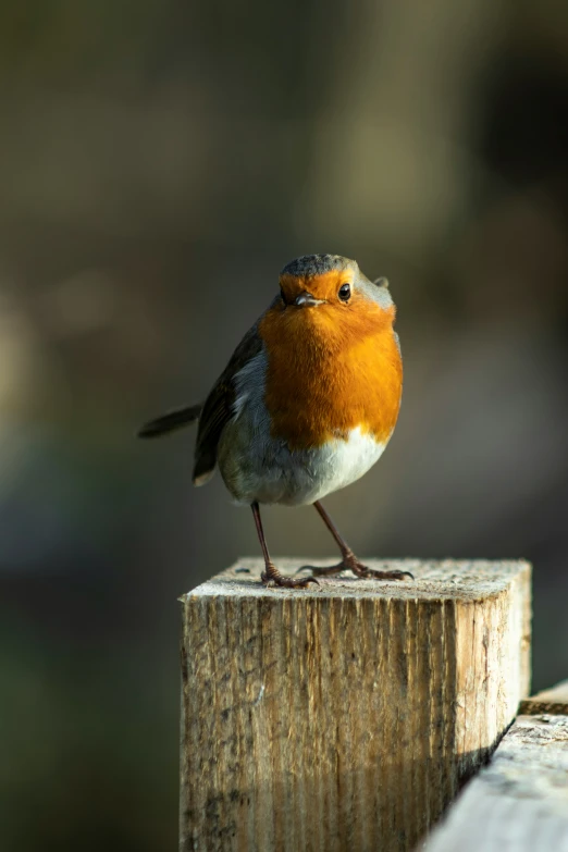 a little bird sitting on a wooden bench