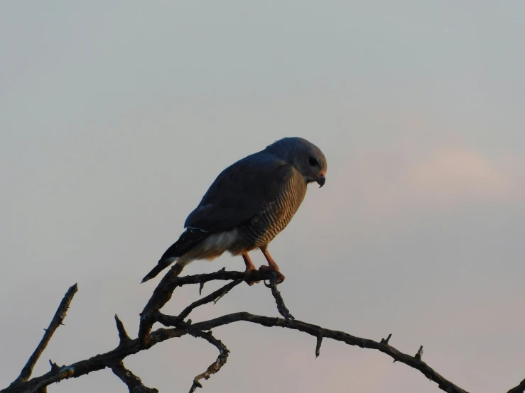 a large bird perched on the nch of a tree