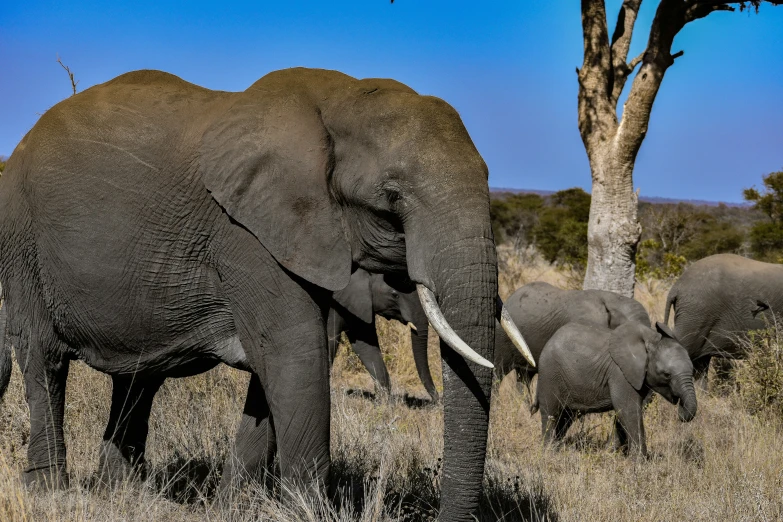 a group of elephants walking next to a tree