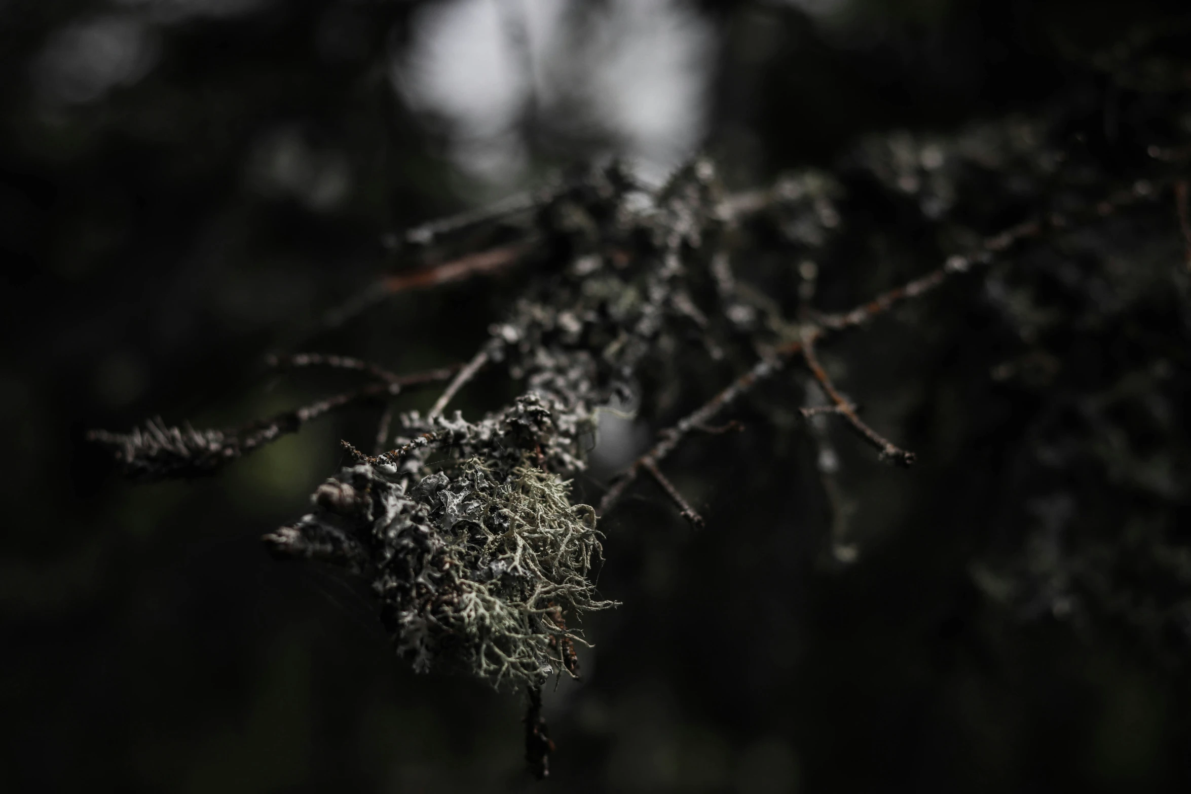 closeup view of an old plant growing