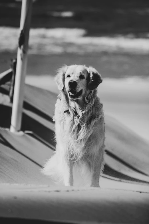 a dog is standing on the beach with a rope