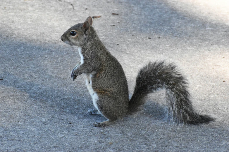 a grey squirrel standing on its hind legs on the ground