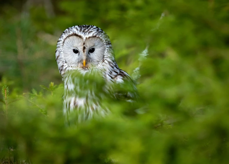 an owl standing in the woods, peering out from behind a nch