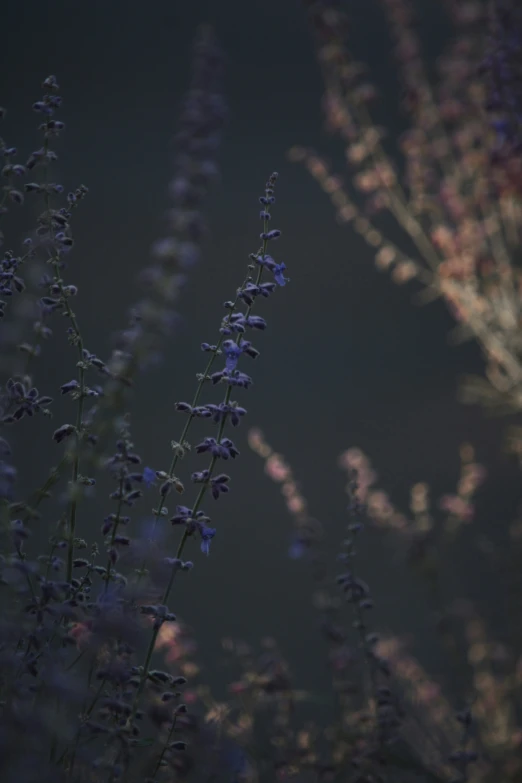 some blue plants on the ground and purple flowers