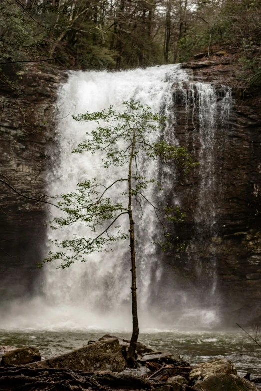 a tree next to a large waterfall and a river