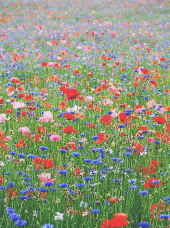 field with colorful flowers and grass and red, blue, purple, and white flowers