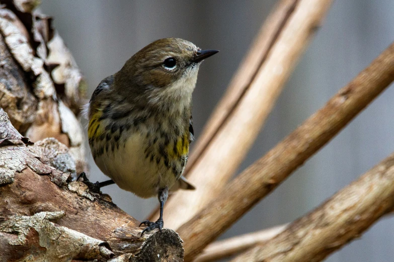 a small bird perched on top of some brown nch