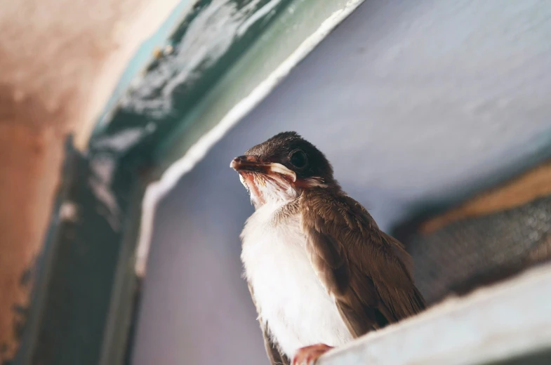 small bird perched on wooden ledge against wall