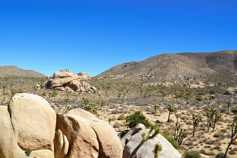 a couple of elephants sitting on top of a hill