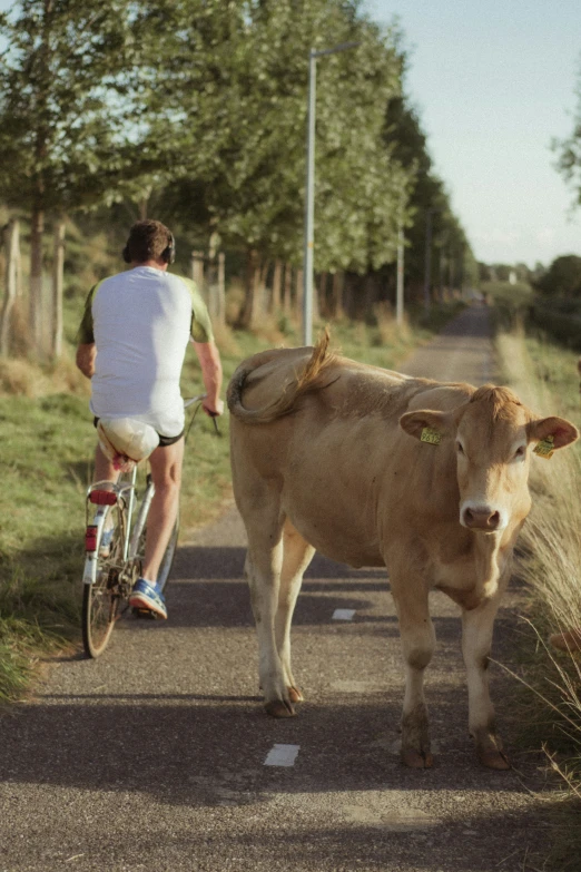 two people walk a bicycle and the cow is looking at the person on the bike