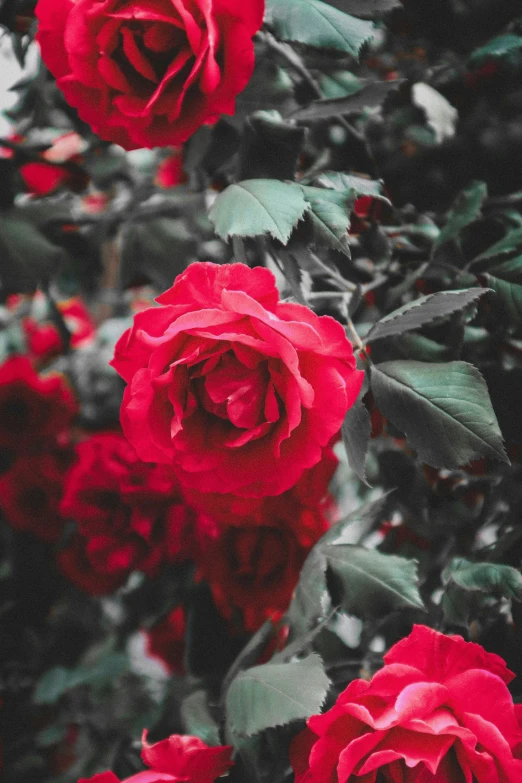 three large red roses with some leaves on them